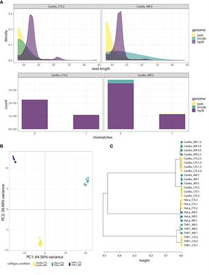 Comparative microRNA profiling of Trypanosoma cruzi infected human cells